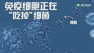 人体免疫系统示意图